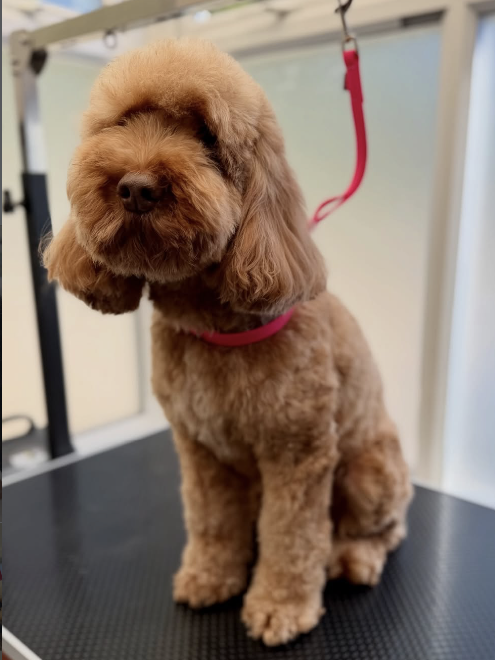 Freshly groomed apricot cockapoo with a teddy-bear cut