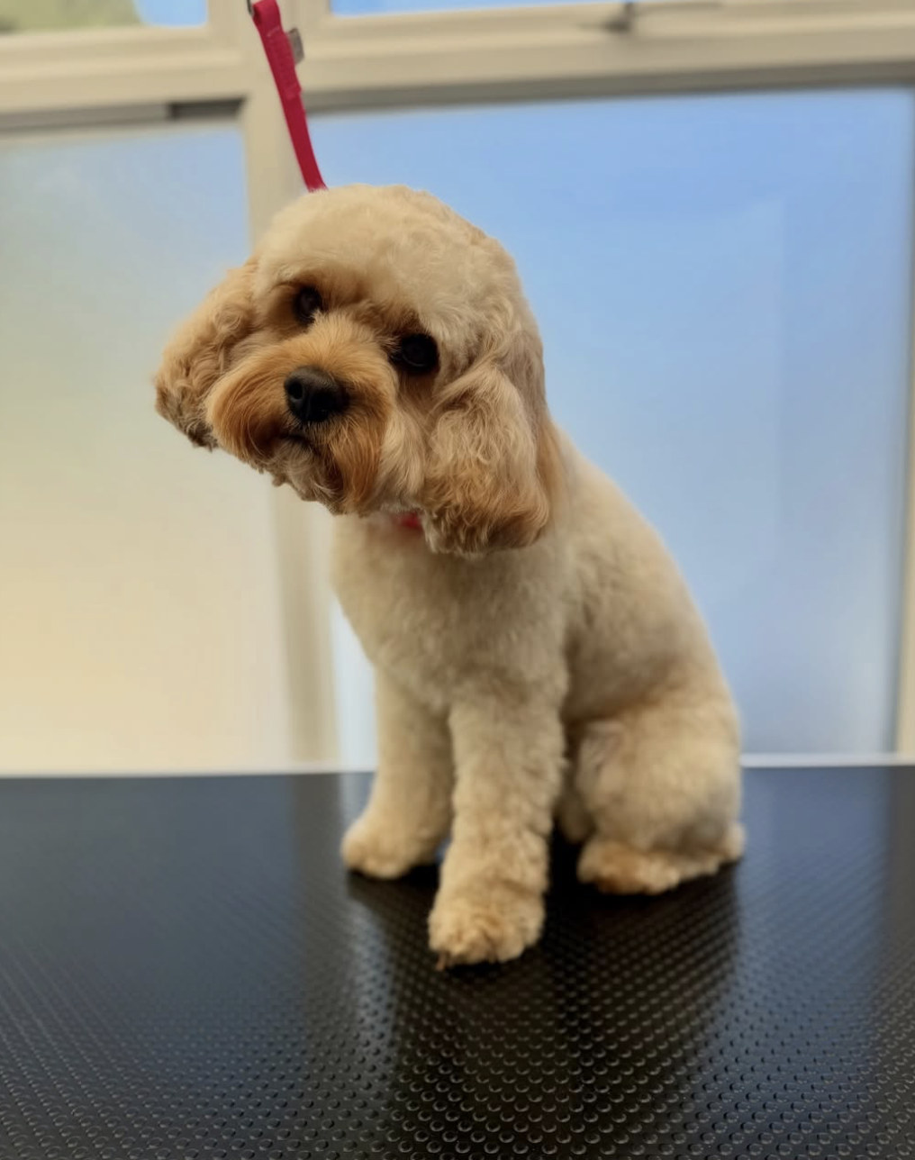 Cream cavapoo sitting pretty after a trim
