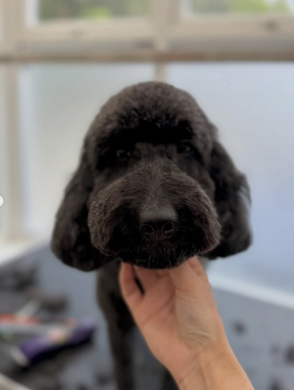Cheeky black doodle puppy showing off his fresh face