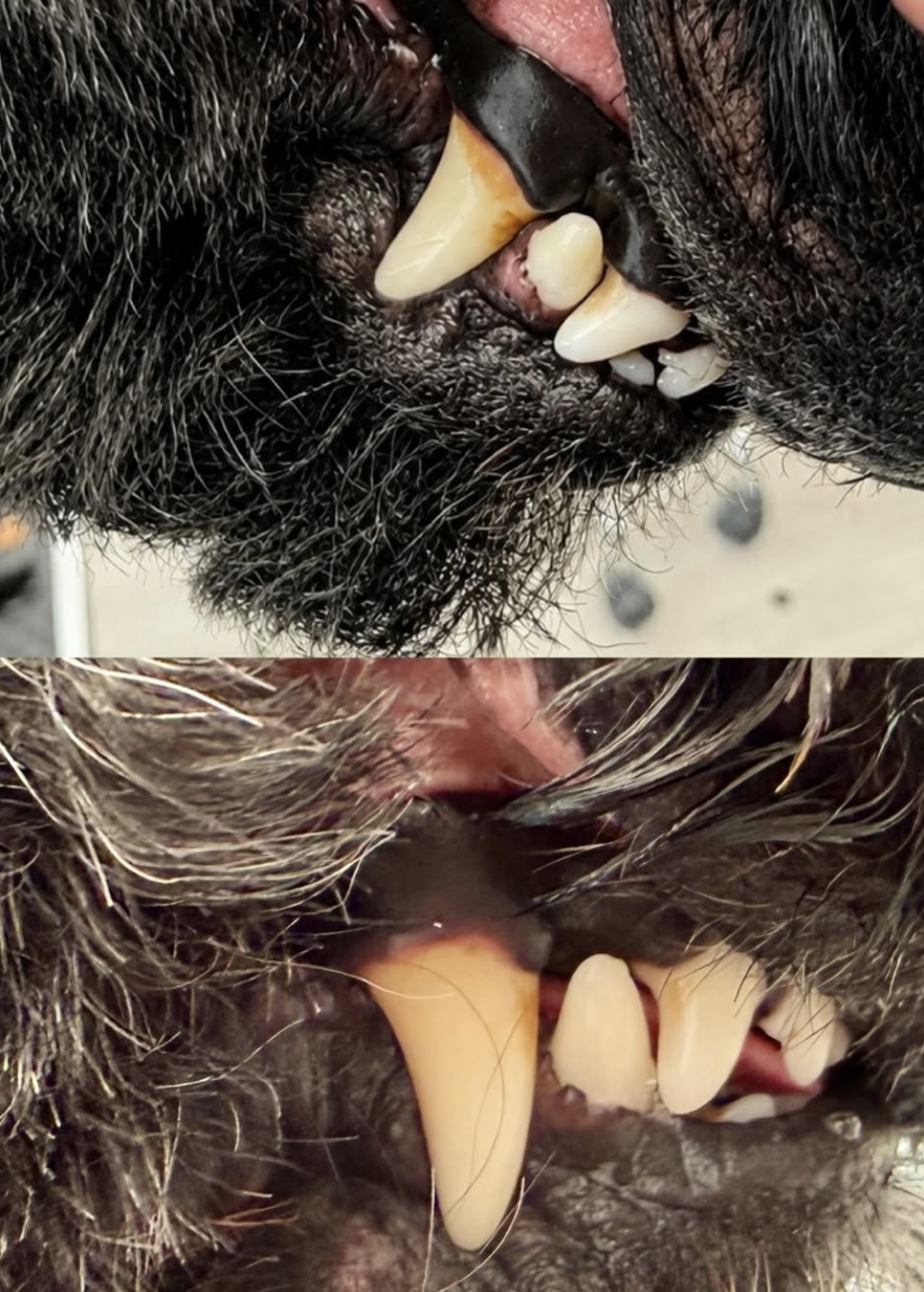 Healthy white teeth after a House of Gino dental clean