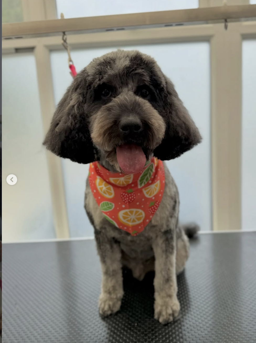 Smiling labradoodle in a fruity bandana
