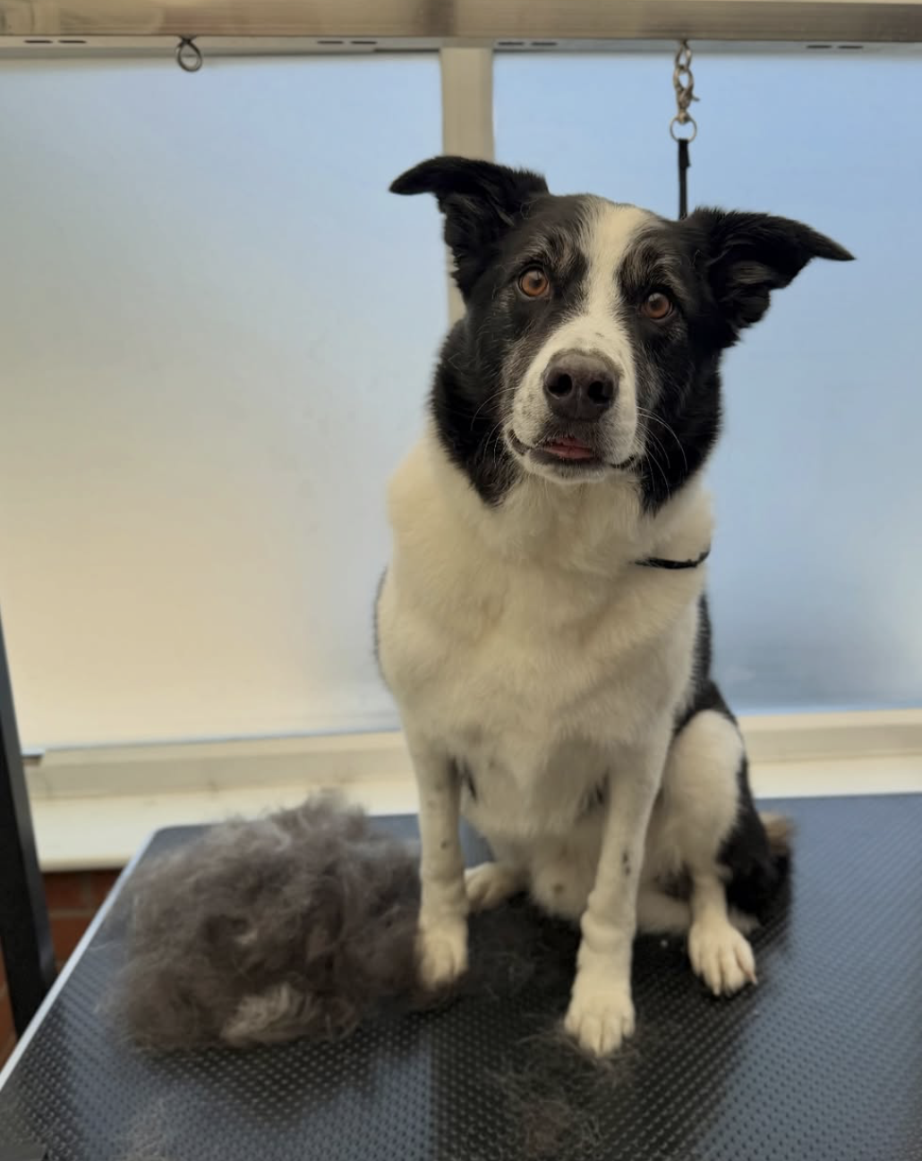 Border collie freshly de-shed on the grooming table