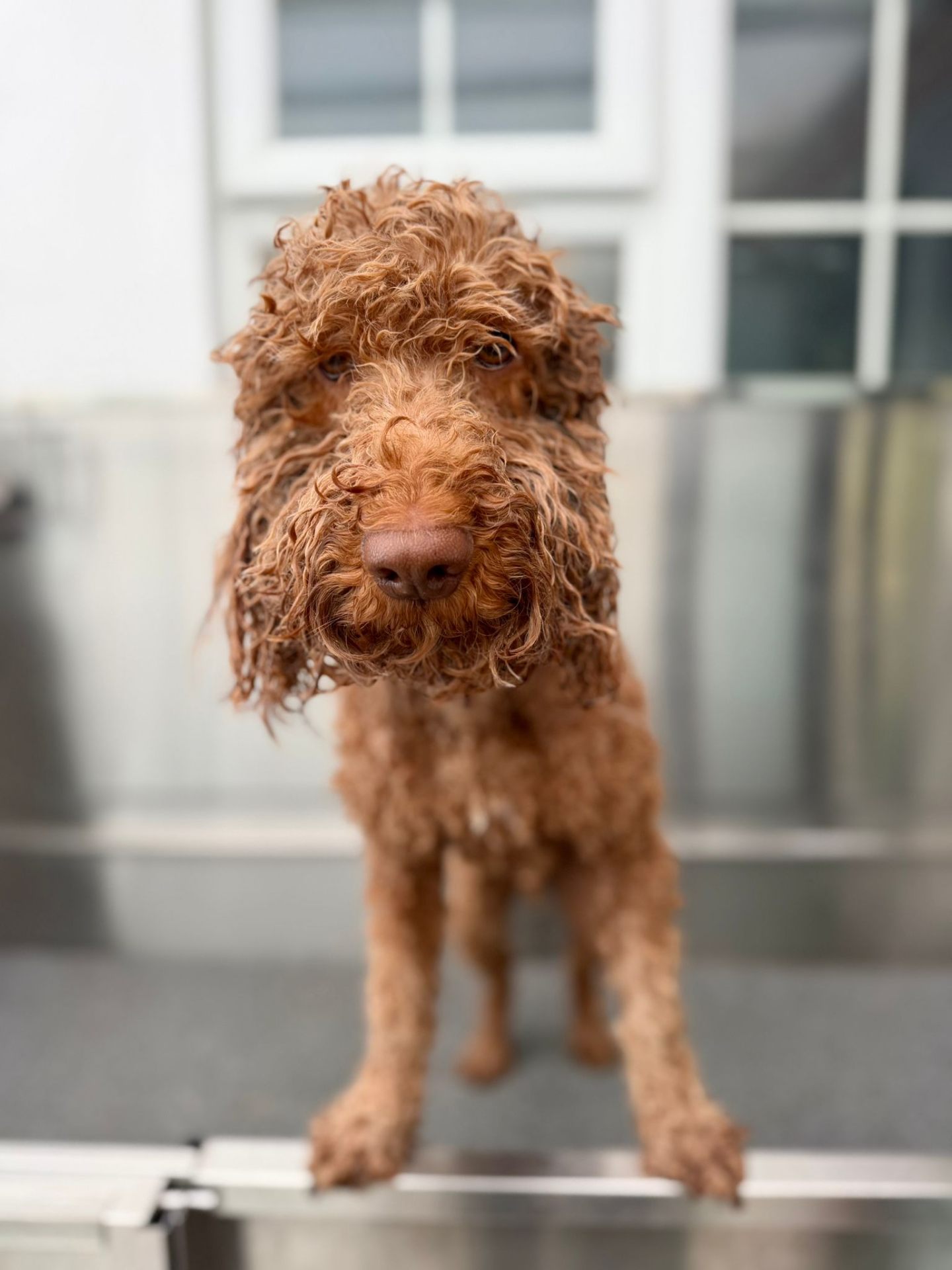 Red cockapoo fresh out the bath on the grooming table
